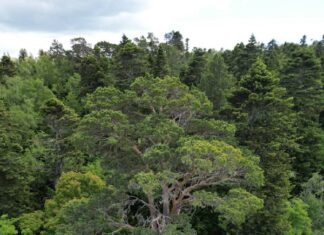 Священная 300-летняя сосна Лаго-Наки внесена в Национальный реестр старовозрастных деревьев России