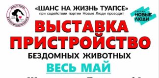 Выставка-пристройство весь май! Туапсе Туапсе инфо