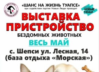 Выставка-пристройство весь май! Туапсе IMG 20260513 071134 457 Туапсе инфо
