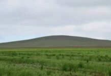 СУД ВЗЫСКАЛ С КОМПАНИИ ПОЧТИ 59 МЛН РУБЛЕЙ ЗА ПОРЧУ ЛЕСНЫХ ЗЕМЕЛЬ